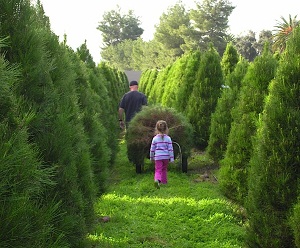 Family Christmas Tree Farms photo