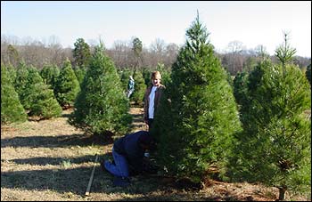 huntsville and northern alabama christmas tree farms huntsville and northern alabama christmas tree farms