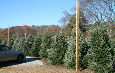 High Country Christmas Tree Retail Lot