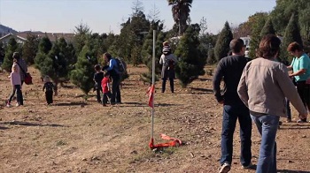 ventura county california christmas tree farms choose ventura county california christmas tree farms choose