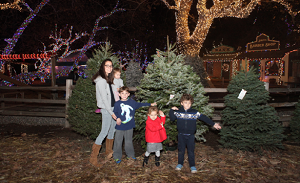orange county california christmas tree farms choose and orange county california christmas tree farms choose and