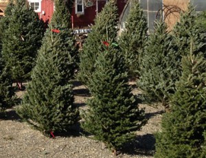 iegel's Cottonwood Farm Fresh Cut Christmas Trees