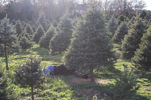 Mikes Christmas Tree Farm