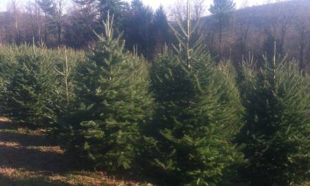 Daniels' Christmas Trees