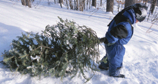 Cut your own Christmas tree from a national forest