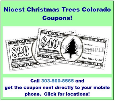 Nicest Christmas Trees Colorado
