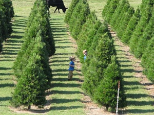 Neely Farms Christmas Trees