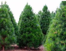 Peltzer Pines Christmas trees Monterey Pine