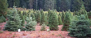 Brent's Christmas Trees 