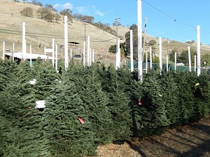 Clayton Valley Pumpkin Farm & Christmas Trees -