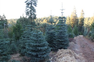 Apple Country Christmas Trees 