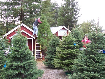 larsen's Christmas Tree Farm