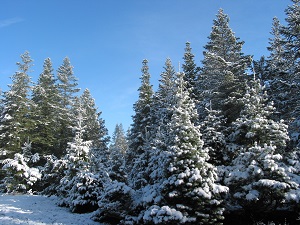 Four Winds Christmas Trees 