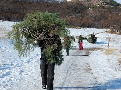 Spruce Mountain Christmas Tree Cutting