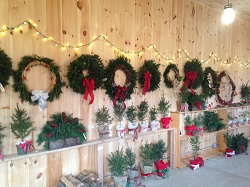 Patch's Hillside Farm Precut Christmas trees and wreaths