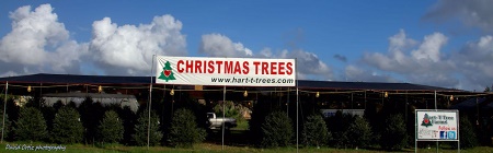 Hart-T-Tree Farms 
