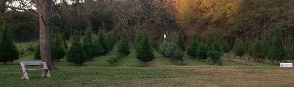 Klaus Christmas Tree Farm