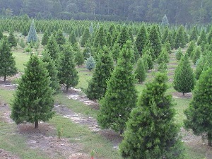 Fourakre Christmas Tree Farm 