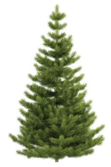 6 - 7 FT FARM FRESH FRASER FIR REAL CHRISTMAS TREE – Brungot Farms