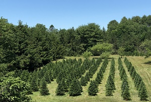Sanford Tree Farm - New Hampshire