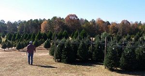 Wickers Christmas Tree Farm