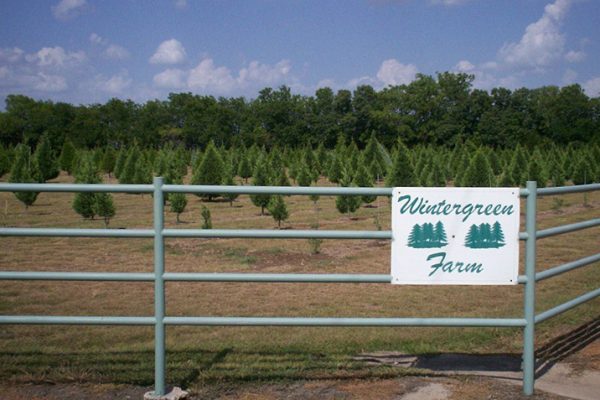 Wintergreen Christmas Tree Farm