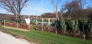T.P. Pines Christmas Tree Farm 