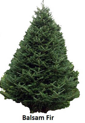 Balsam Fir