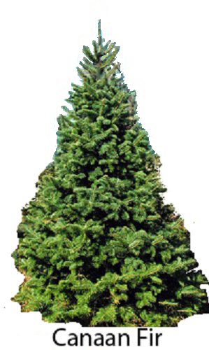 Canaan Fir