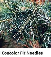 Concolor Fir needles, aka White Fir