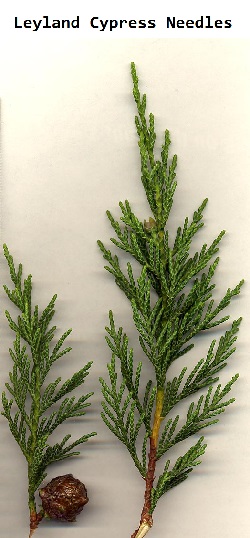 Leyland Cypress branch and needles