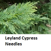 Leyland Cypress needles close-up