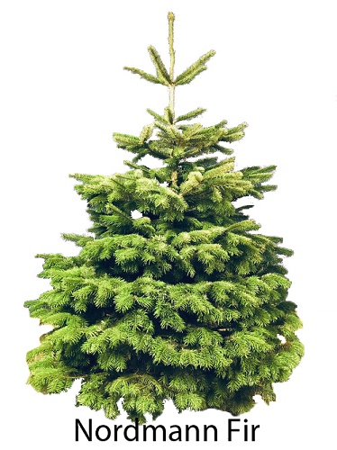 What's the Difference Between Fraser, Balsam Fir, and Canaan Fir Christmas  Trees?