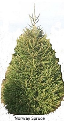 Norway Spruce