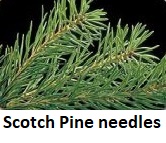 Scotch Pine needles close-up