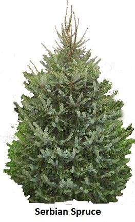 Serbian Spruce