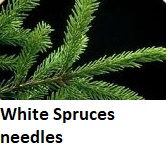 White Spruce needles close up