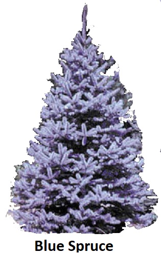 Blue Spruce