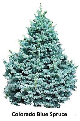 colorado blue spruce christmas tree