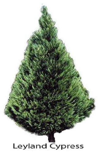 Leyland Cyrpress christmas tree photo
