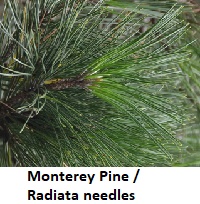 Monterey pine needles