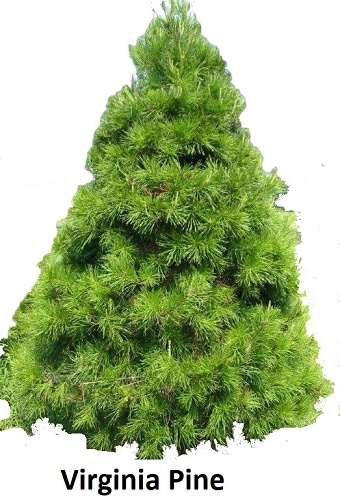 Virginia Pine