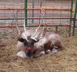 Pettit Creek Farms reindeer